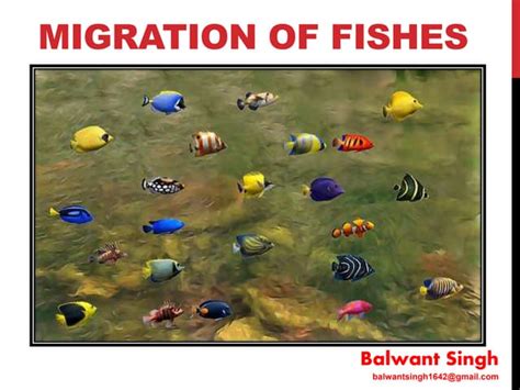 fish migration ppt|migration of fishes details.